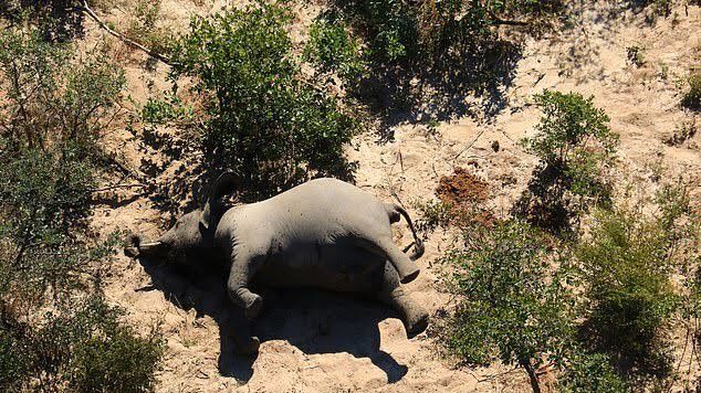 Záhada vyřešena. Sloni v Botswaně umírali na otravu sinicemi